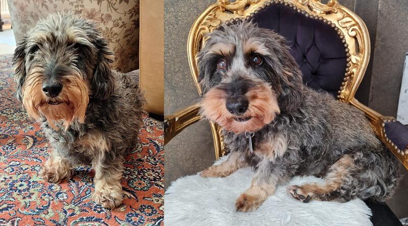 2025_Seib_Dörrie.jpg - The successor Maxi (`Gustl vom Jagdhorn´)(Photos by Roland Seib and Diana Dörrie 2025)