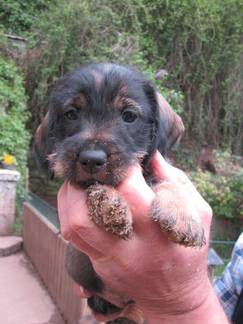 Susi-01-Seib-2014.jpg - Homage to the wirehaired dachshund Susi, the born hunter (`Ulani vom Neunten Weinberg´, March 2014 - August 2024)(Photo by Roland Seib 2014)